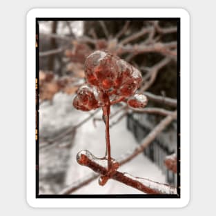 Frozen Flower Sticker